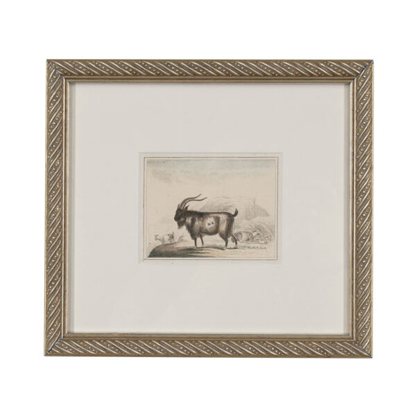 Framed English Goat Engraving